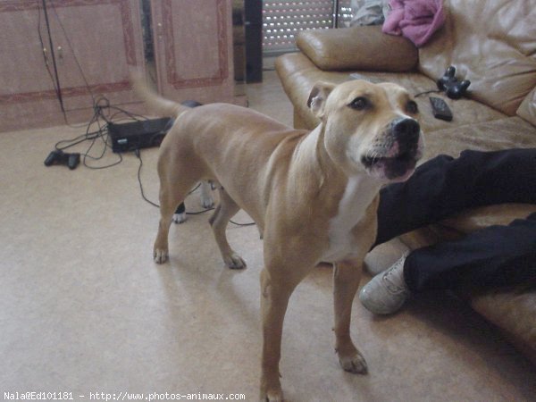 Photo d'American staffordshire terrier