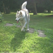 Photo de Husky siberien