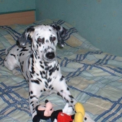 Photo de Dalmatien