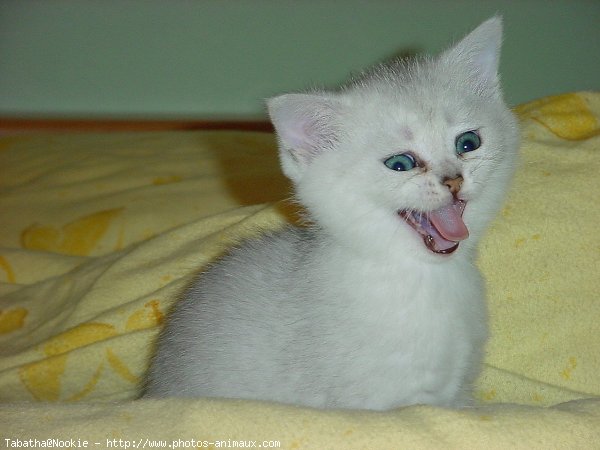 Photo de British shorthair