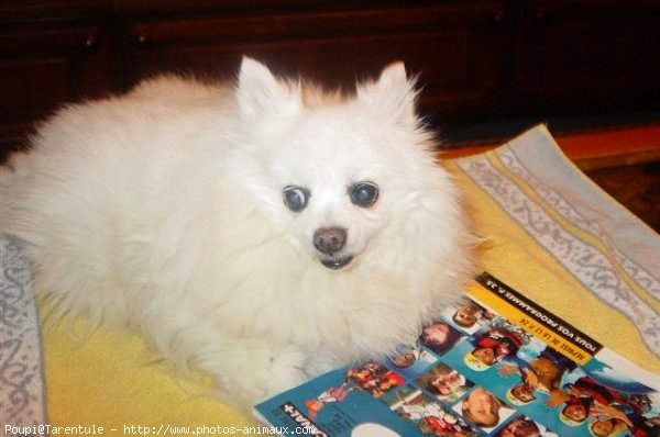 Photo de Spitz moyen