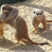 Photo de Suricate