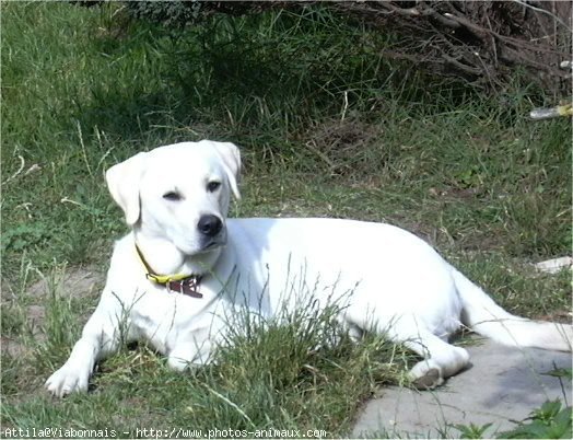 Photo de Labrador retriever