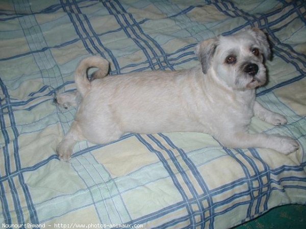 Photo de Lhassa apso