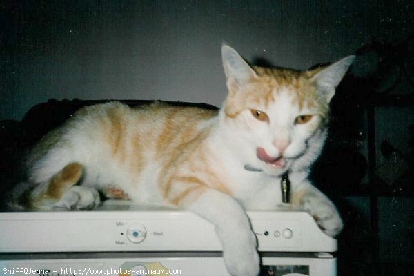 Photo de Chat domestique