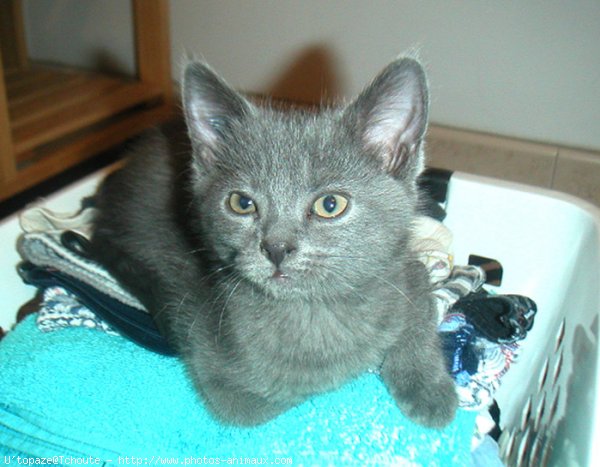 Photo de Chartreux