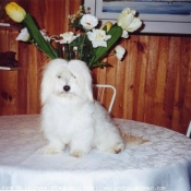 Photo de Coton de tulear