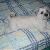 Photo de Lhassa apso