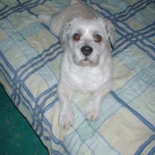 Photo de Lhassa apso