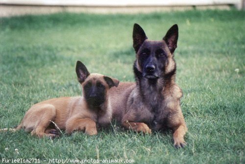 Photo de Berger belge malinois