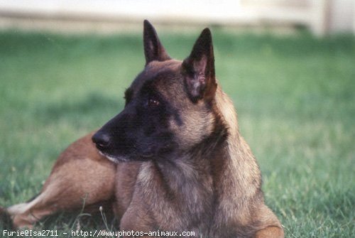 Photo de Berger belge malinois