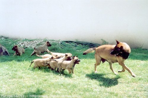 Photo de Berger belge malinois