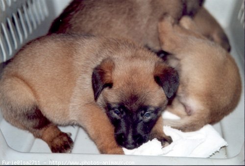 Photo de Berger belge malinois