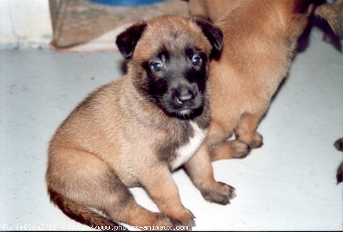 Photo de Berger belge malinois