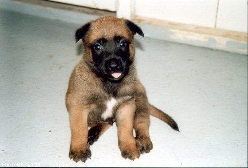 Photo de Berger belge malinois