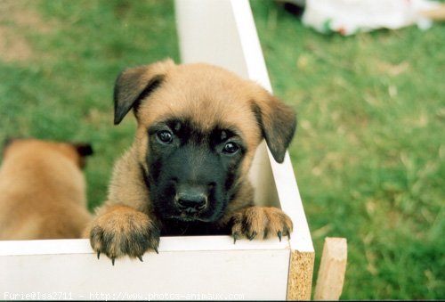 Photo de Berger belge malinois