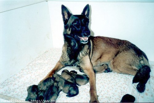 Photo de Berger belge malinois