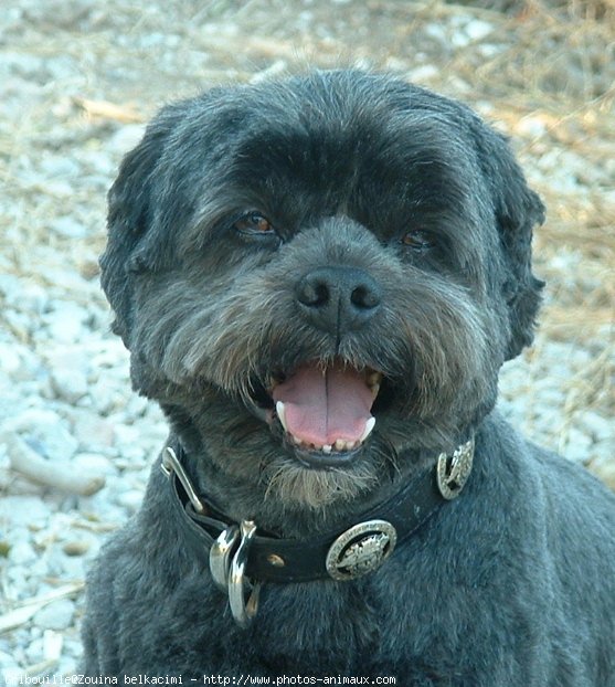 Photo de Lhassa apso