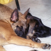 Photo de Berger belge malinois