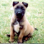 Photo de Berger belge malinois