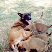 Photo de Berger belge malinois