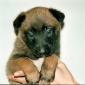 Photo de Berger belge malinois