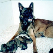 Photo de Berger belge malinois