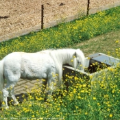 Photo de Races diffrentes