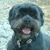 Photo de Lhassa apso