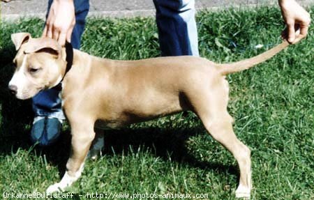 Photo d'American staffordshire terrier