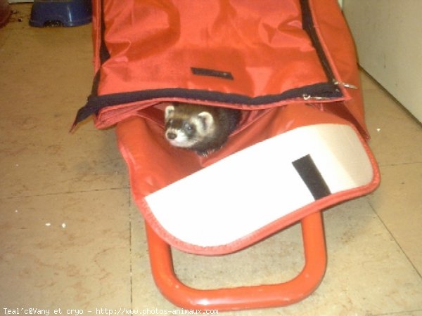 Photo de Furet