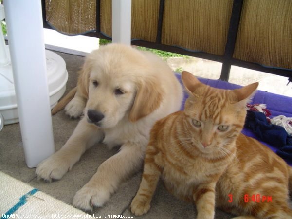 Photo de Golden retriever