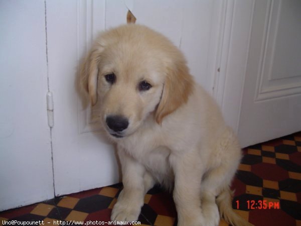 Photo de Golden retriever