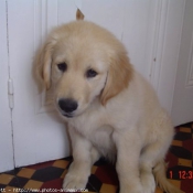 Photo de Golden retriever