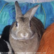 Photo de Lapin