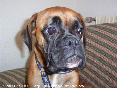 Photo de Boxer