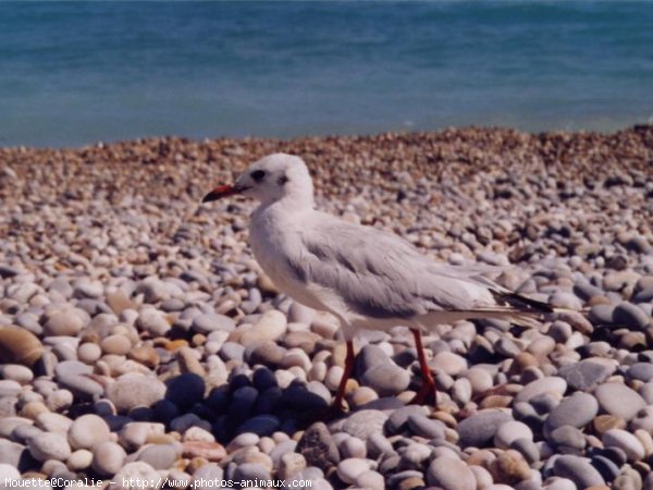 Photo de Mouette