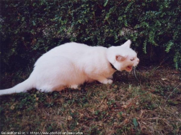 Photo de Chat domestique