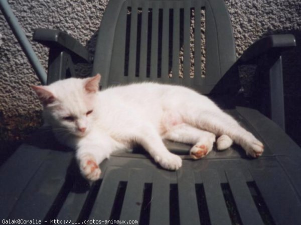 Photo de Chat domestique