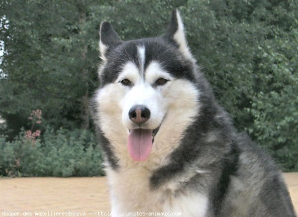 Photo de Husky siberien