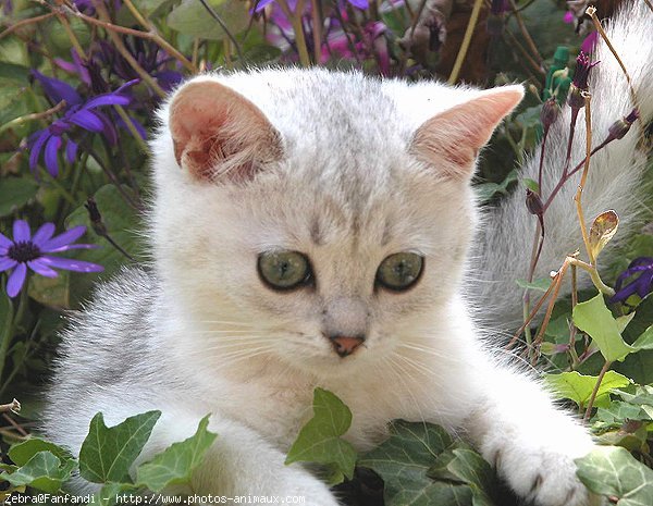 Photo de British shorthair