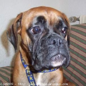 Photo de Boxer