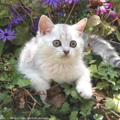 Photo de British shorthair