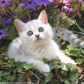 Photo de British shorthair