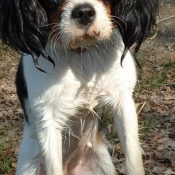 Photo de Cavalier king charles spaniel