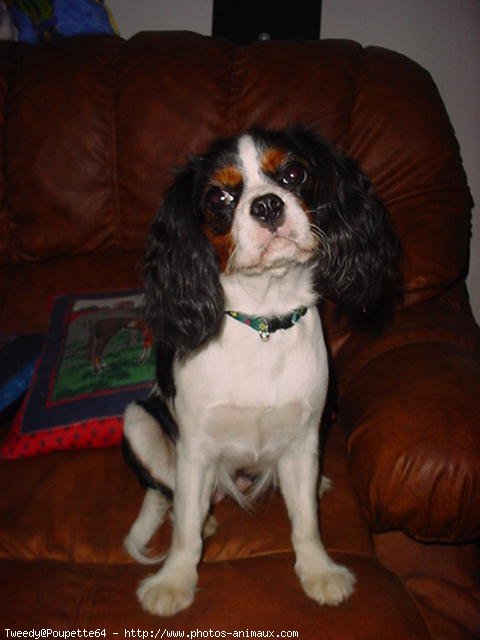 Photo de Cavalier king charles spaniel