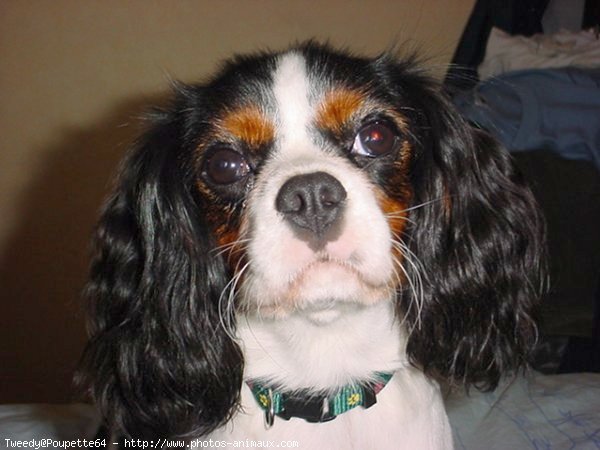 Photo de Cavalier king charles spaniel