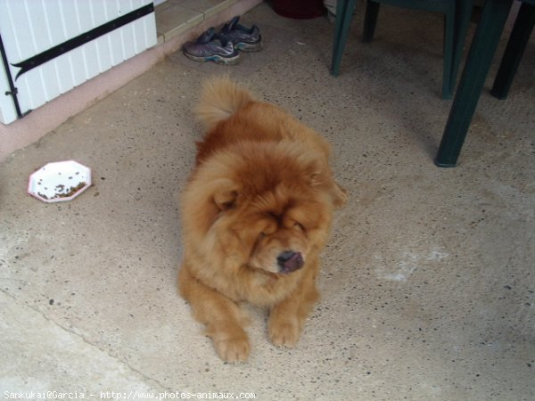 Photo de Chow chow