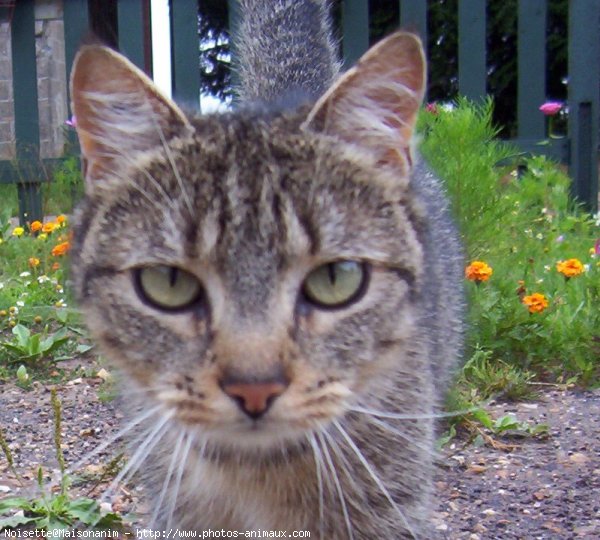 Photo de Chat domestique