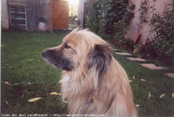 Photo de Chien de berger des pyrenes  poil long